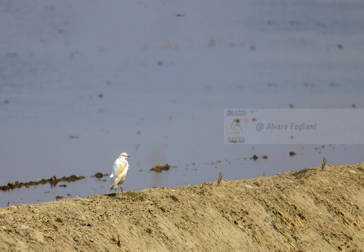 IMMAGINE MINIMAL - AIRONE GUARDABUOI; Cattle Egret; Héron garde-bœufs; Bubulcus ibis 