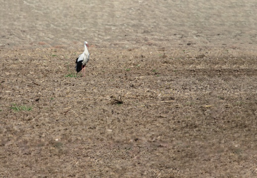 IMMAGINE MINIMAL - CICOGNA BIANCA; White Stork; Cigogne blanche; Ciconia ciconia 