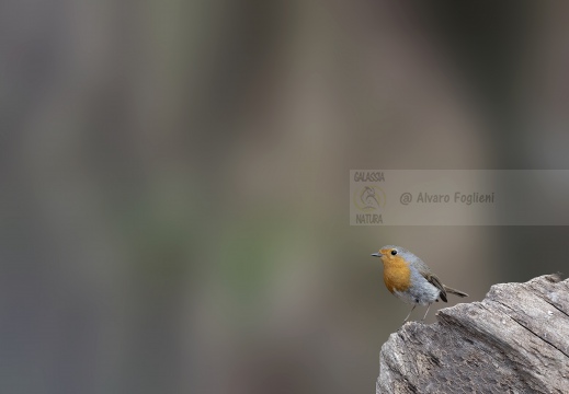 IMMAGINE MINIMAL - PETTIROSSO, Robin, Rouge-gorge familier; Erithacus rubecula 