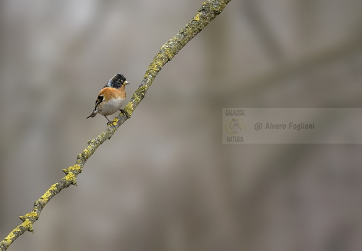 IMMAGINE MINIMAL - PEPPOLA, Brambling, Pinson du Nord; Fringilla montifringilla