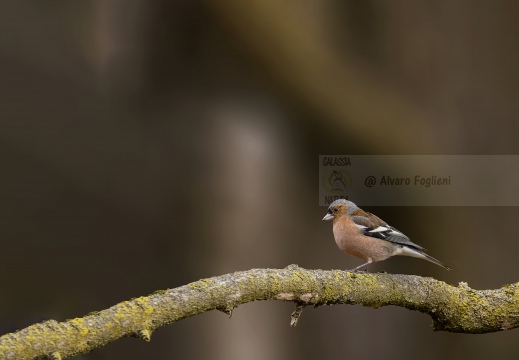 IMMAGINE MINIMAL - FRINGUELLO, Chaffinch, Pinson des arbres; Fringilla coelebs