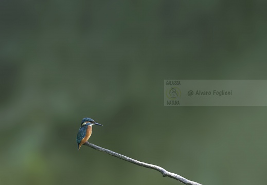 IMMAGINE MINIMAL - MARTIN PESCATORE; Kingfisher; Martin-pêcheur d'Europe; Alcedo atthis 