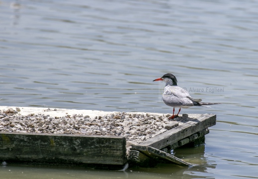 STERNA COMUNE, Common Tern, Sterne pierregarin; Sterna hirundo 