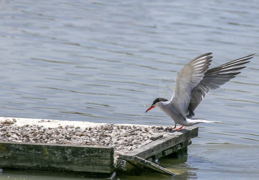 STERNA COMUNE, Common Tern, Sterne pierregarin; Sterna hirundo 