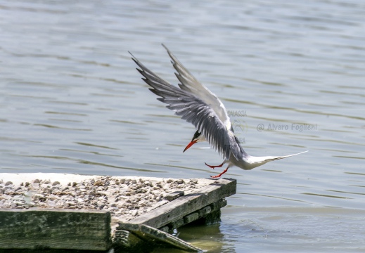 STERNA COMUNE, Common Tern, Sterne pierregarin; Sterna hirundo 