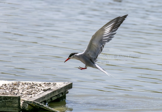 STERNA COMUNE, Common Tern, Sterne pierregarin; Sterna hirundo 