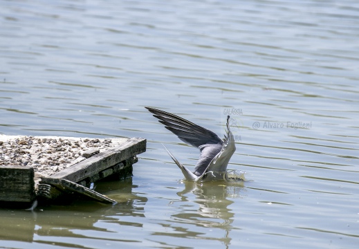 STERNA COMUNE, Common Tern, Sterne pierregarin; Sterna hirundo 