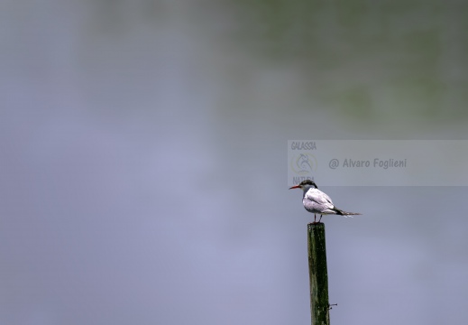 IMMAGINE MINIMAL - STERNA COMUNE, Common Tern, Sterne pierregarin; Sterna hirundo 