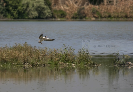 FOTO AMBIENTATA - VOLPOCA; Shelduck; Tadorne de Belon; Tadorna tadorna 