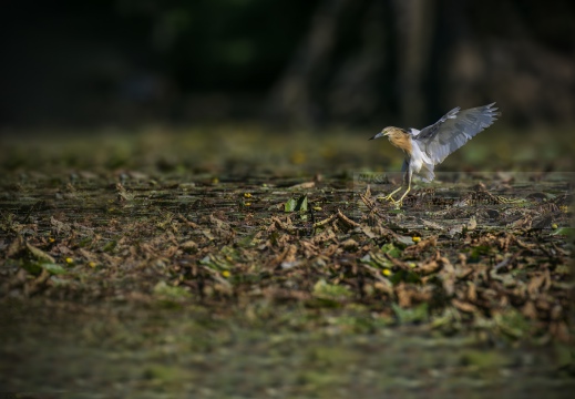 FOTO AMBIENTATA - SGARZA CIUFFETTO; Squacco Heron; Crabier chevelu; Ardeola rallide