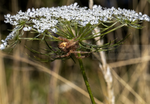 RAGNO CROCIATO - Araneus diadematus    