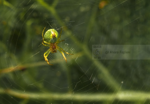 Araniella cucurbitina  