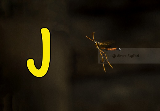 J