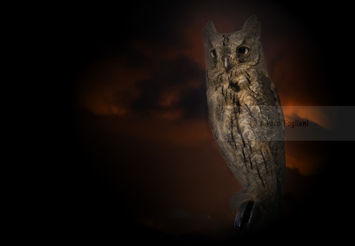 ASSIOLO , Scops Owl, Petit-duc scops; Otus scops