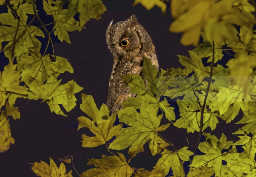 ASSIOLO , Scops Owl, Petit-duc scops; Otus scops