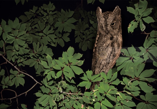 ASSIOLO , Scops Owl, Petit-duc scops; Otus scops