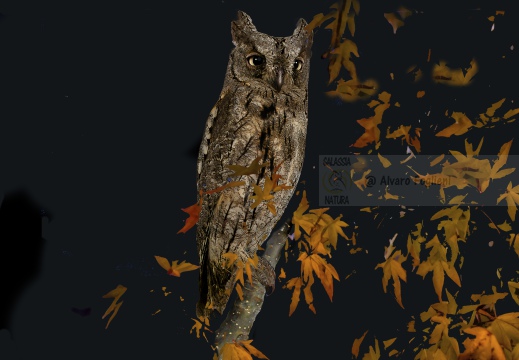 ASSIOLO , Scops Owl, Petit-duc scops; Otus scops