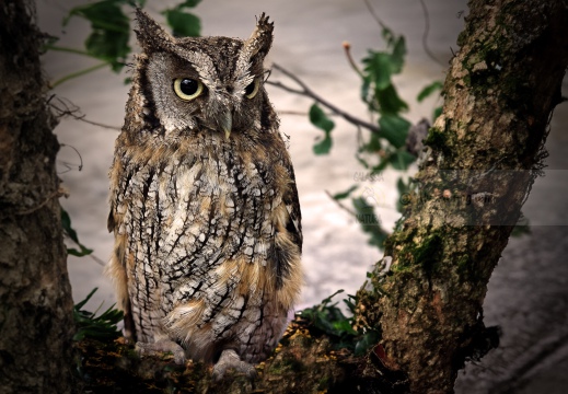 ASSIOLO , Scops Owl, Petit-duc scops; Otus scops