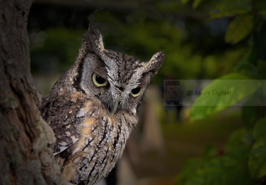 ASSIOLO , Scops Owl, Petit-duc scops; Otus scops