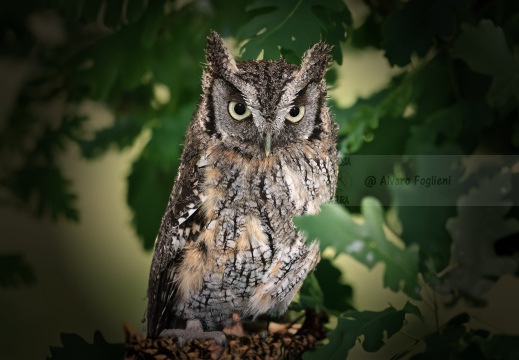 ASSIOLO , Scops Owl, Petit-duc scops; Otus scops