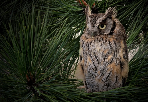 ASSIOLO , Scops Owl, Petit-duc scops; Otus scops