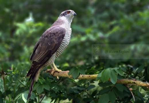 Astore, Goshawk, Accipiter gentilis