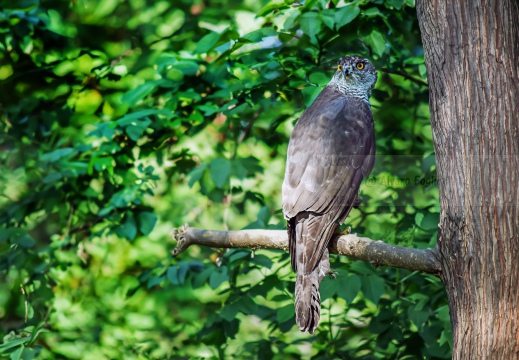 Astore, Goshawk, Accipiter gentilis