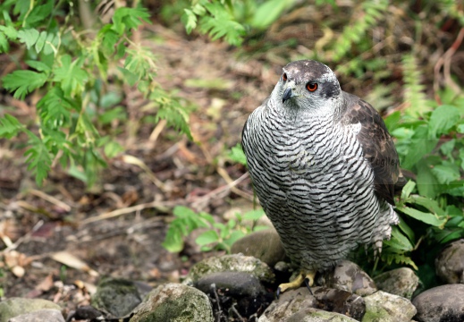 Astore, Goshawk, Accipiter gentilis