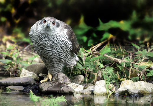 Astore, Goshawk, Accipiter gentilis