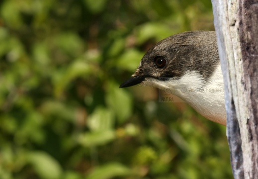 BALIA NERA, Pied Flycatcher, Gobemouche noir; Ficedula hypoleuca 