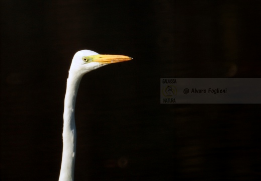 AIRONE BIANCO MAGGIORE; Great Egret; Grande Aigrette, Egretta alba