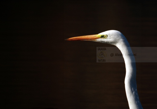 AIRONE BIANCO MAGGIORE; Great Egret; Grande Aigrette, Egretta alba