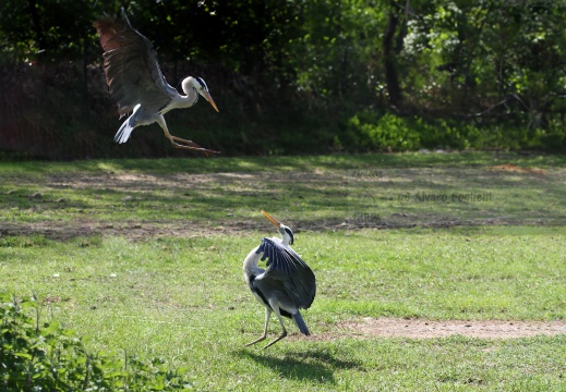 AIRONE CENERINO - Grey Heron - Ardea cinerea - Luogo: Parco delle Lame del Sesia - Oldenico (VC) - Autore: Alvaro 