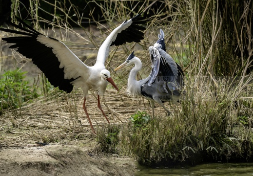 AIRONE CENERINO e CICOGNA BIANCA - Luogo: Parco delle Lame del Sesia - Oldenico (VC) - Autore: Alvaro 