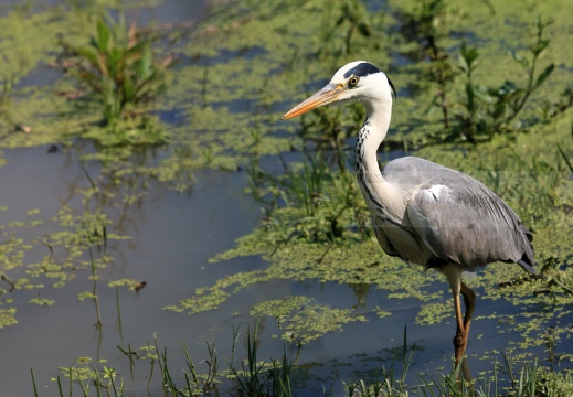 AIRONE CENERINO; Grey Heron; Héron cendré; Ardea cinerea  