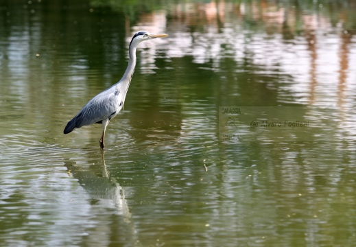 AIRONE CENERINO; Grey Heron; Héron cendré; Ardea cinerea  