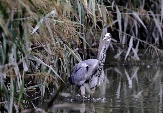 AIRONE CENERINO; Grey Heron; Héron cendré; Ardea cinerea  