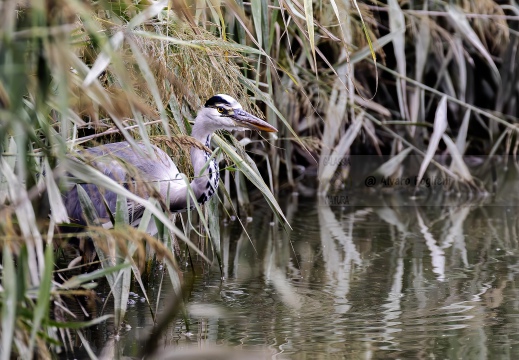 AIRONE CENERINO; Grey Heron; Héron cendré; Ardea cinerea  