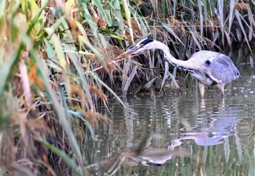 AIRONE CENERINO; Grey Heron; Héron cendré; Ardea cinerea  