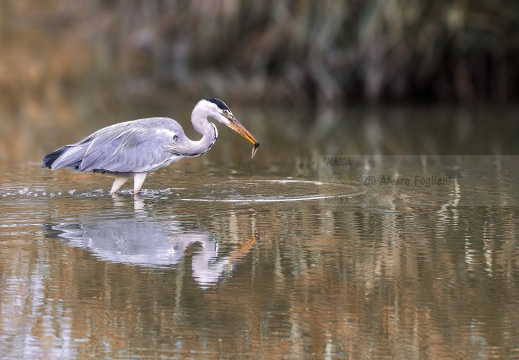 AIRONE CENERINO; Grey Heron; Héron cendré; Ardea cinerea  