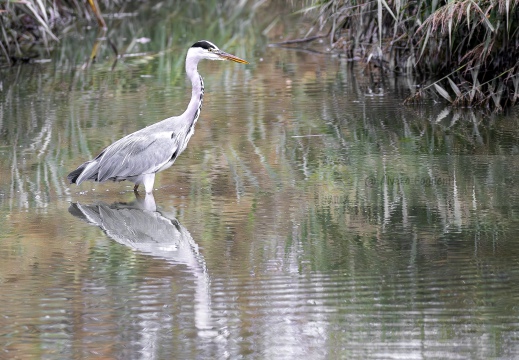 AIRONE CENERINO; Grey Heron; Héron cendré; Ardea cinerea  