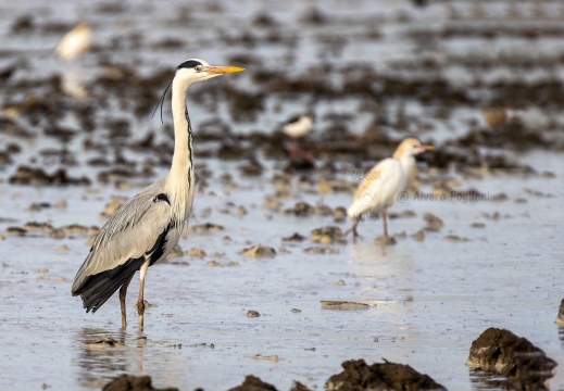 AIRONE CENERINO; Grey Heron; Héron cendré; Ardea cinerea  