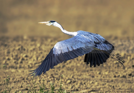 AIRONE CENERINO; Grey Heron; Héron cendré; Ardea cinerea  