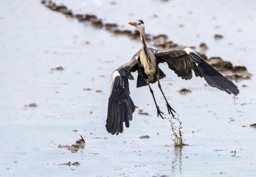 AIRONE CENERINO; Grey Heron; Héron cendré; Ardea cinerea  