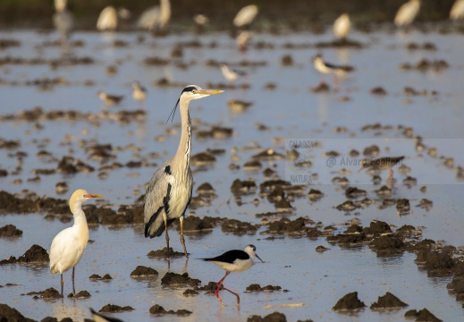 AIRONE CENERINO; Grey Heron; Héron cendré; Ardea cinerea  