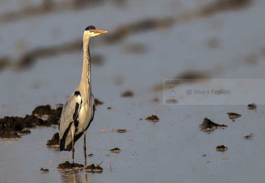 AIRONE CENERINO; Grey Heron; Héron cendré; Ardea cinerea  