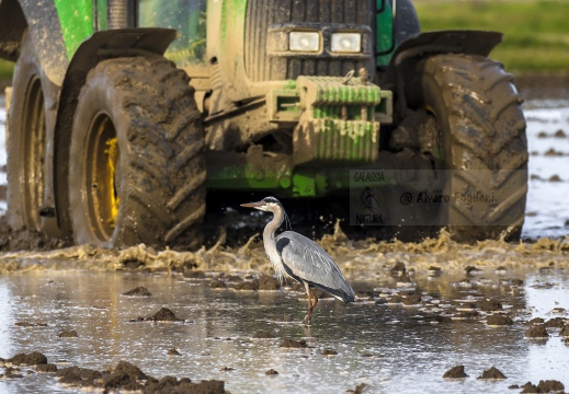 AIRONE CENERINO; Grey Heron; Héron cendré; Ardea cinerea  