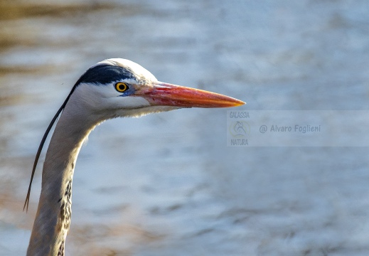 AIRONE CENERINO; Grey Heron; Héron cendré; Ardea cinerea  