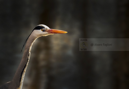 AIRONE CENERINO; Grey Heron; Héron cendré; Ardea cinerea  