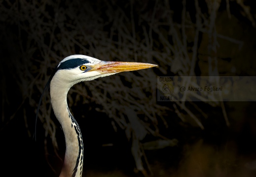 AIRONE CENERINO; Grey Heron; Héron cendré; Ardea cinerea  